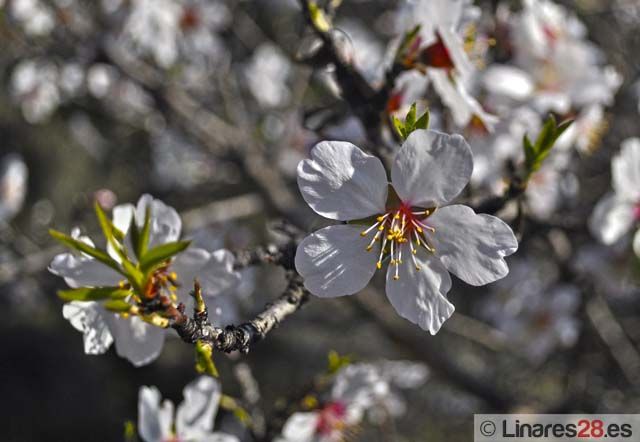 Y florecieron los almendros