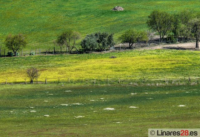 La FAMP celebra el “II Encuentro local por la prevención, control y la calidad ambiental” en Linares