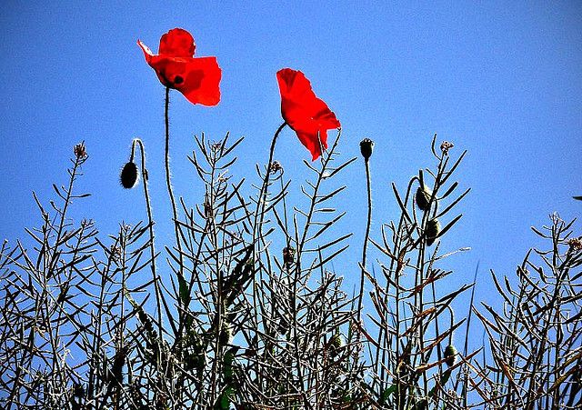 Carta lírica en Primavera