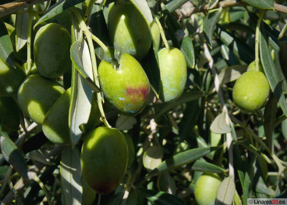 COMO RAMA DE OLIVA DEL CORTIJO