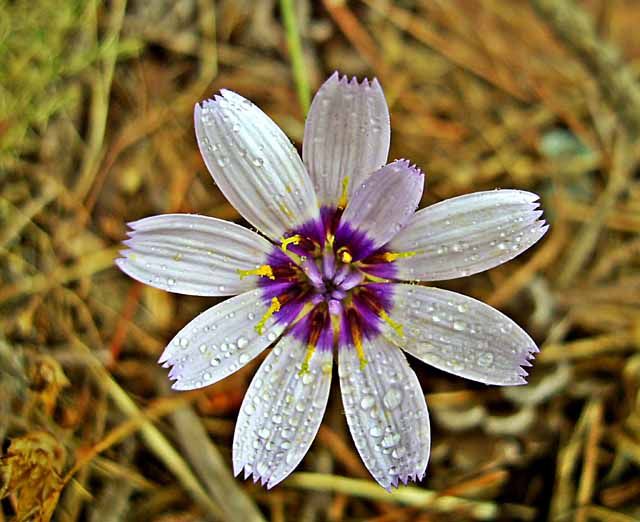 La flor que no te regalé