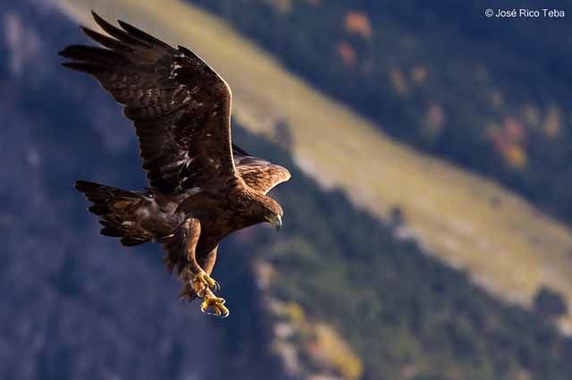 Águila Real - Linares28 - El diario digital de Linares