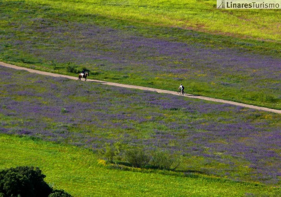 Afammer Linares prepara un curso de “Educador Medioambiental”