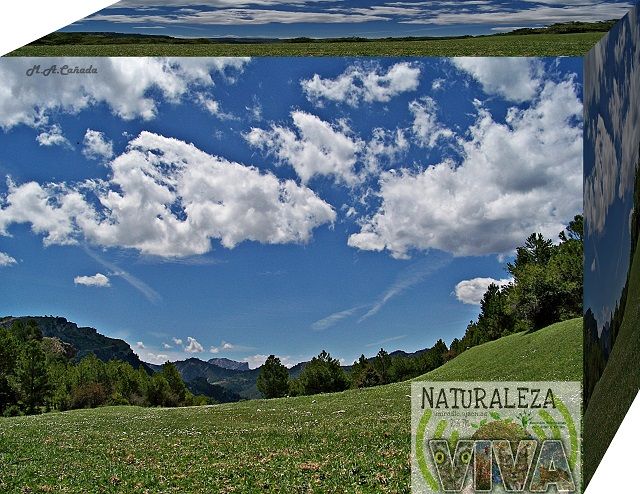 Naturaleza viva