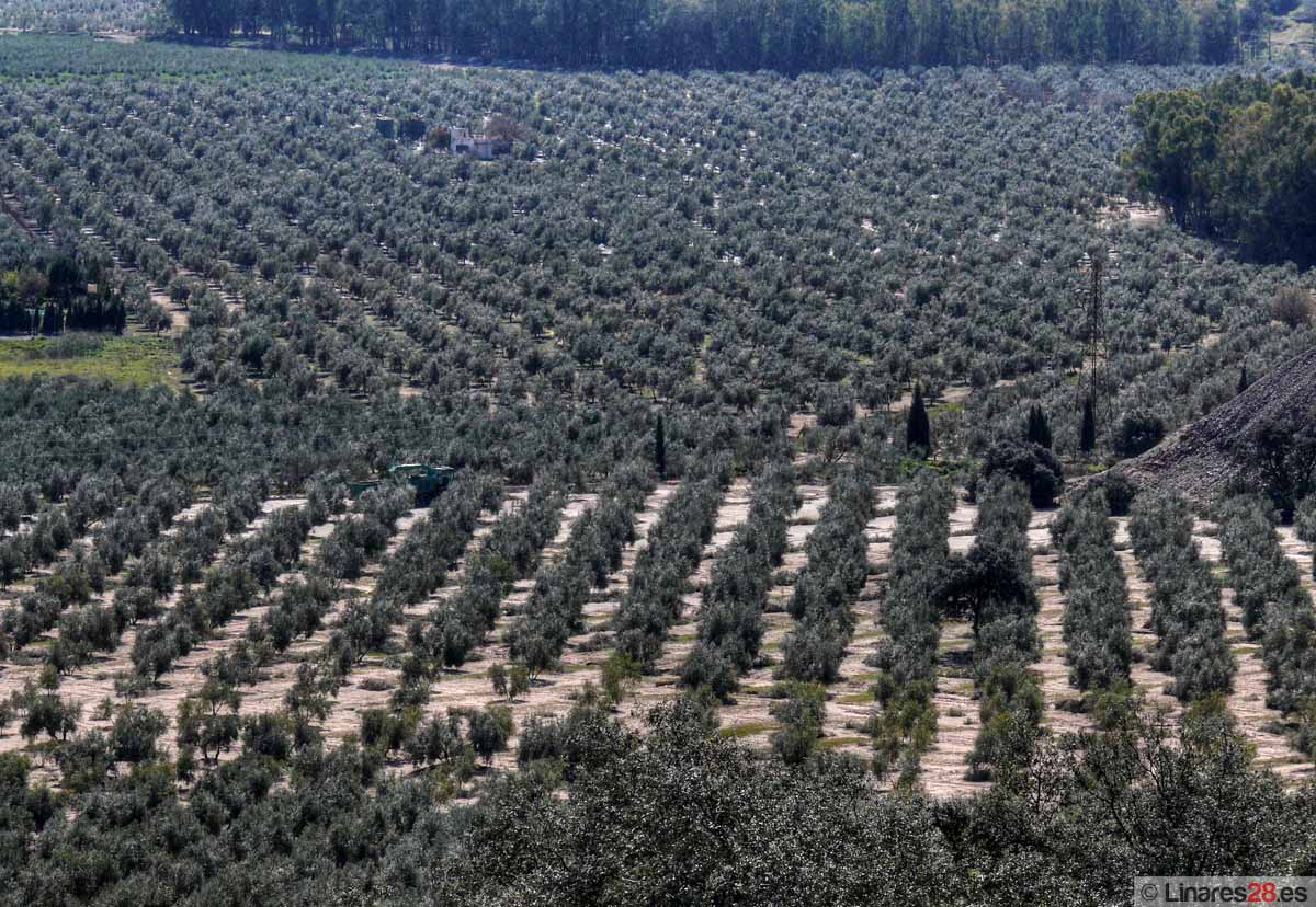 Agricultura pone en marcha una aplicación web que permite calcular las necesidades de riego del olivar