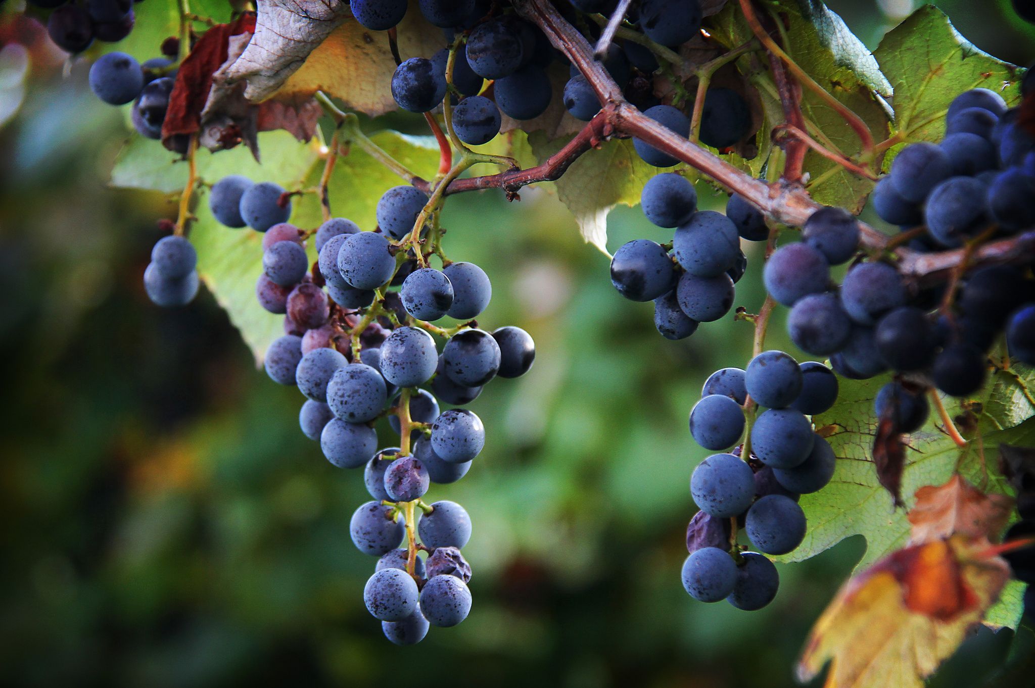 LA ZORRA Y LAS UVAS