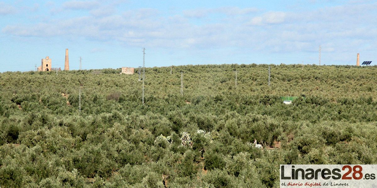 La Junta reclama al Gobierno que defienda ante la UE las reivindicaciones del sector del aceite de oliva