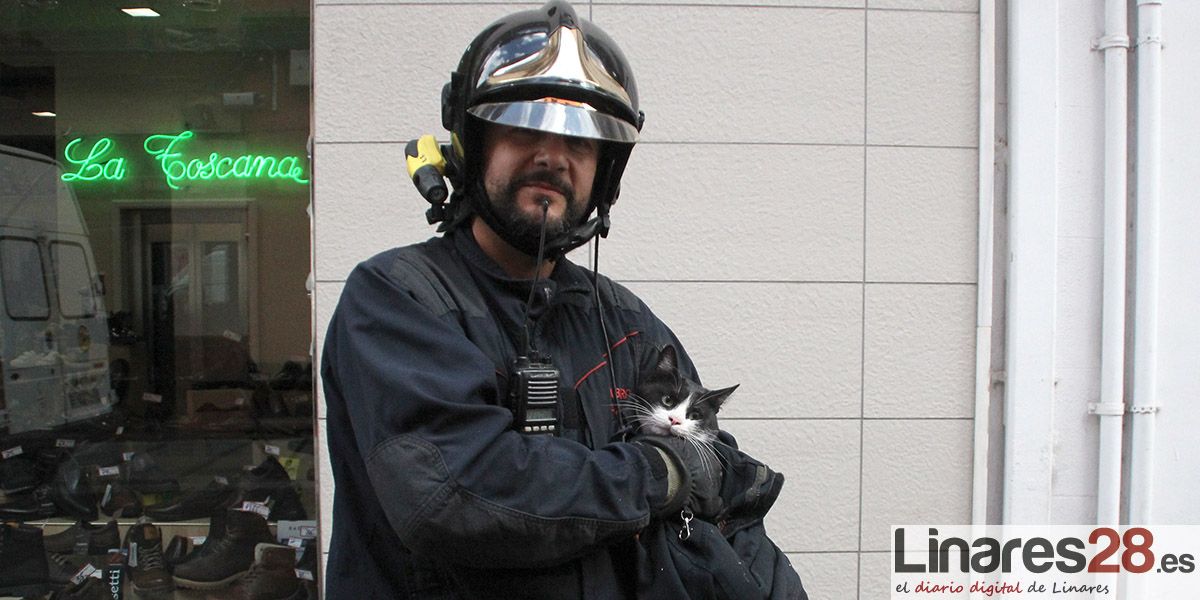 Los bomberos rescatan a un gato del interior de un establecimiento en Linares