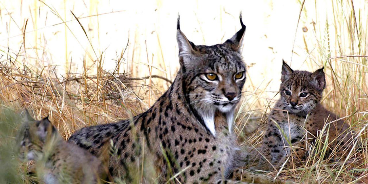 El proyecto Lynx Connect de protección del lince supera con éxito el examen de la UE