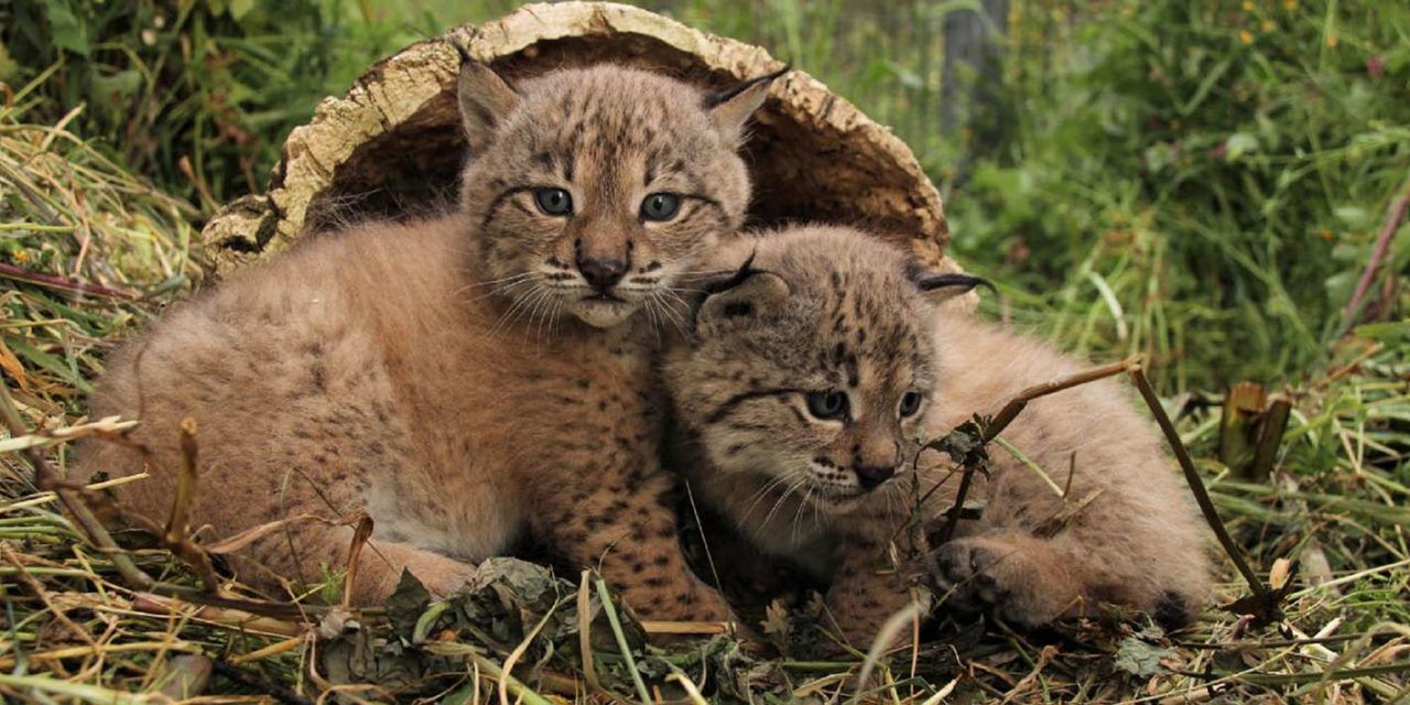 Andalucía cuenta con 9 cachorros más de lince ibérico nacidos en el centro de La Olivilla