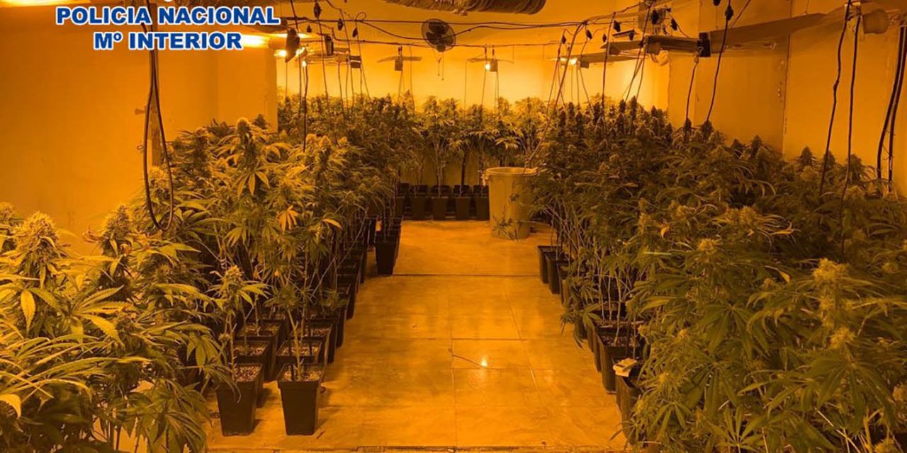 SUCESOS | Desmantelan en Linares la «huerta de marihuana» de la provincia