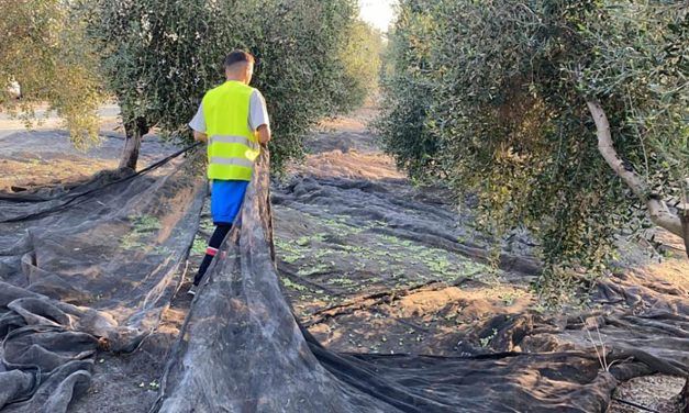 La Consejería de Agricultura aumenta las ayudas y los beneficiarios para impulsar que los jóvenes se incorporen a la actividad agraria en Jaén