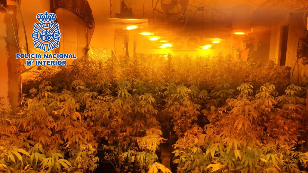 SUCESOS | Desmantelan en Linares dos plantaciones indoor de marihuana