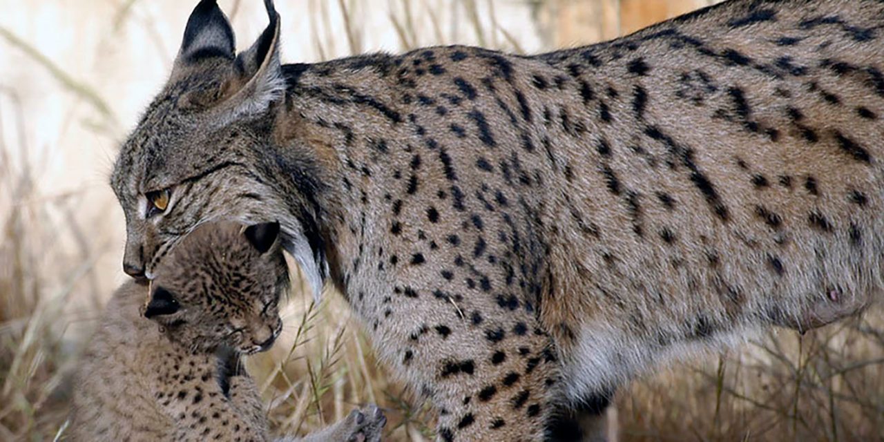 El programa Lynxconnect publica el nuevo censo de linces en Andalucía que alcanza 522 ejemplares