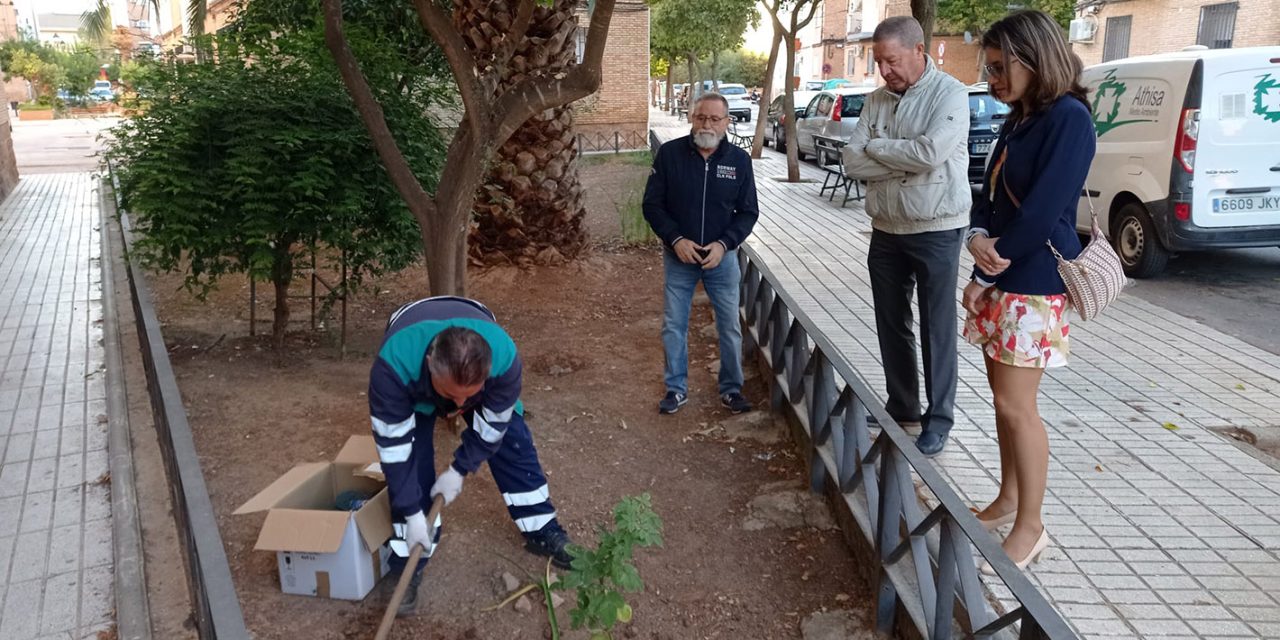 Comienzan los trabajos para erradicar la plaga de termitas en la barriada de Santa Ana