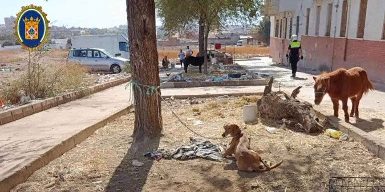 SUCESOS | La Policía Local interviene ante el estado de abandono de unos animales en Arrayanes