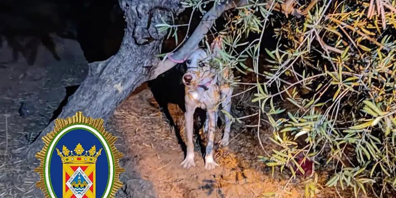 SUCESOS | La Policía Local rescata a un perro abandonado y atado a un olivo en Linares