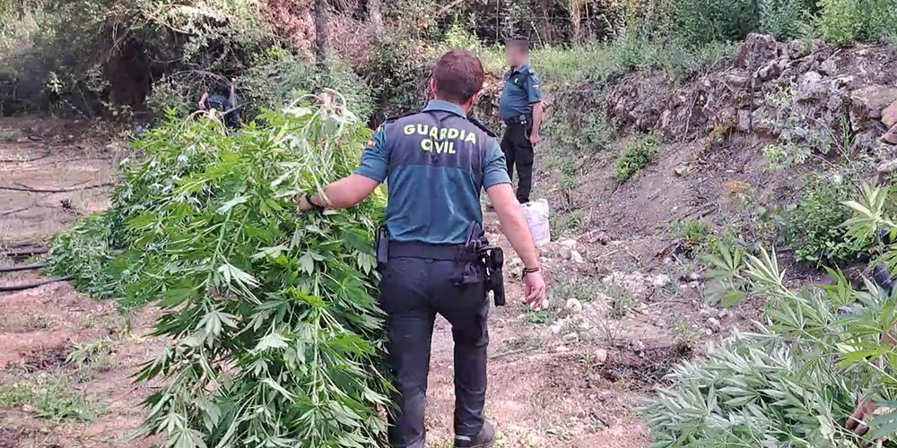 SUCESOS PROVINCIA | Incautan plantas de marihuana de casi dos metros de altura